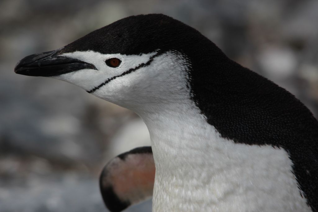 Chinstrap Penguin