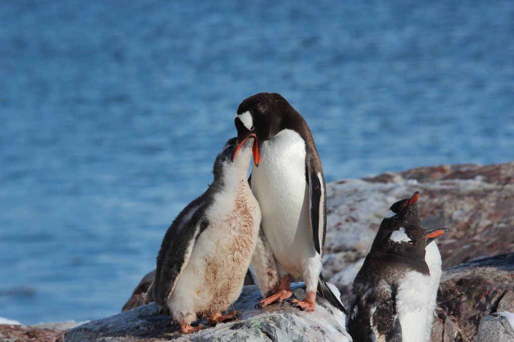 Gentoo Penguin