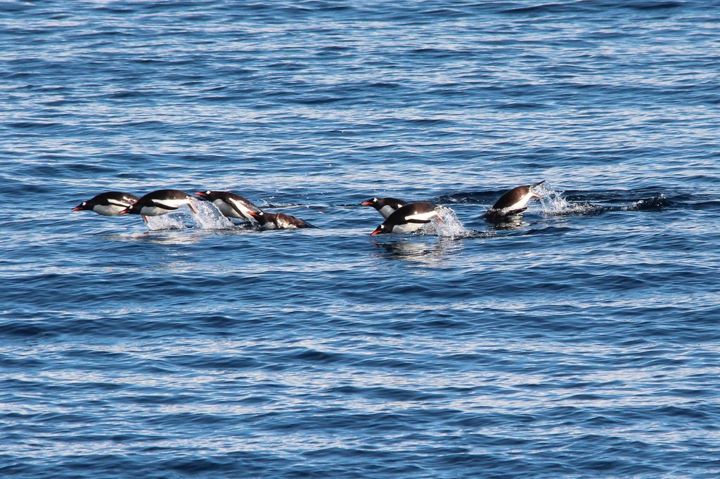Gentoo Penguins