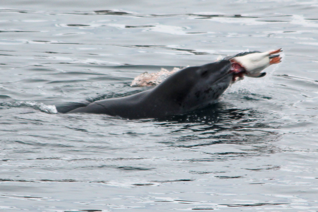 Leopard Seal with Gentoo Penguin