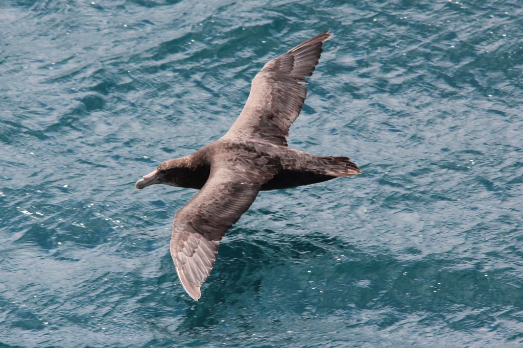 Southern Giant Petrel