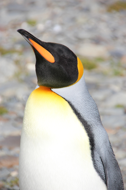 King Penguin, Fortuna Bay, South Georgia
