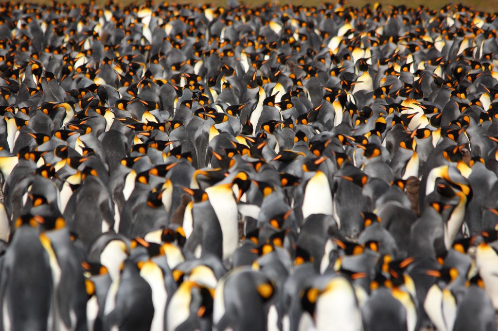 King Penguins, Fortuna Bay, South Georgia