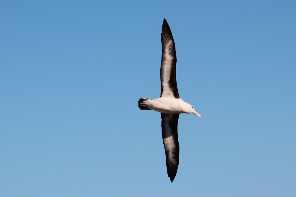 Black Browed Albatross, West Falkland