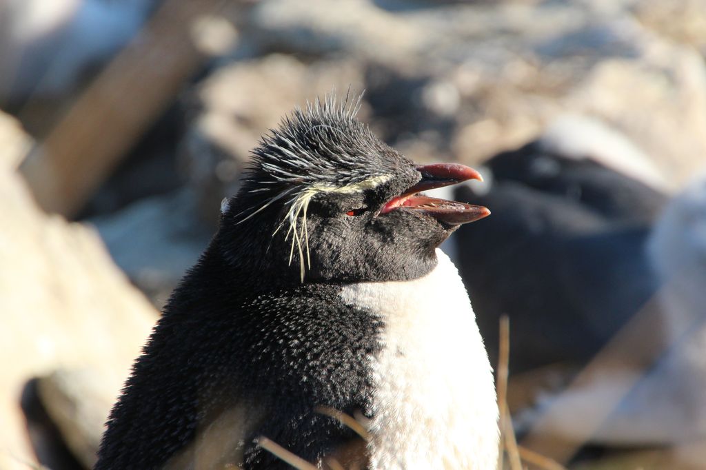 Rockhopper Penguin, West Falkland