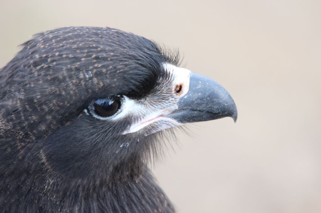Striated Caracara, West Falkland