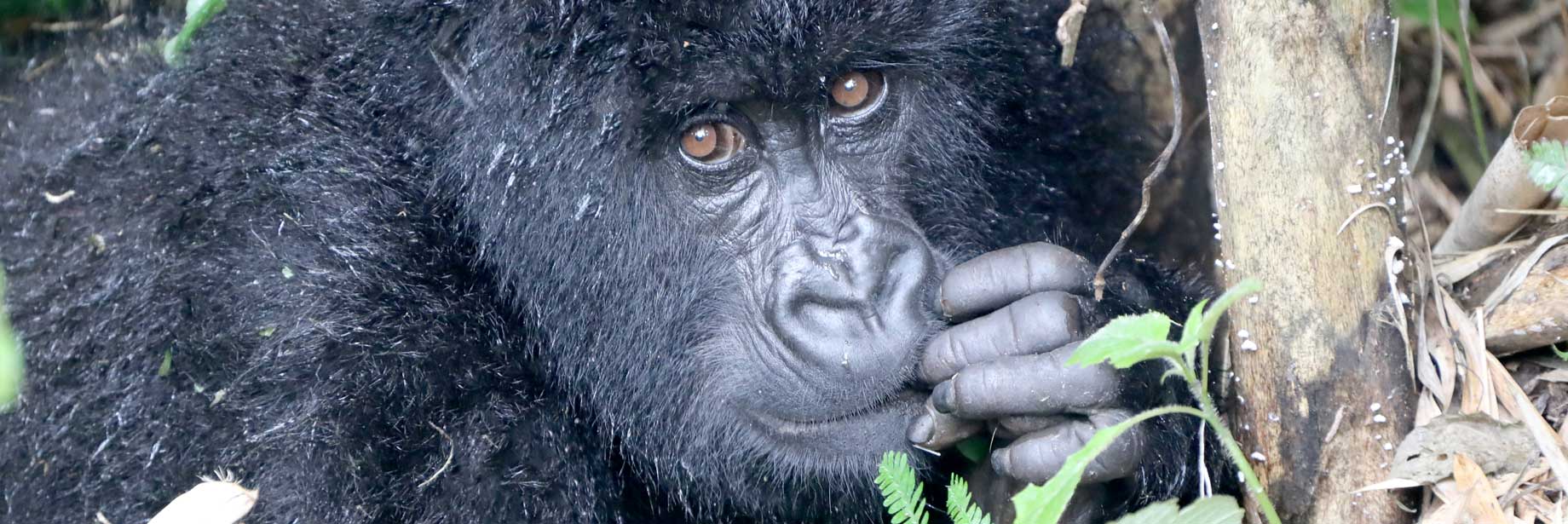 Silverback Gorilla