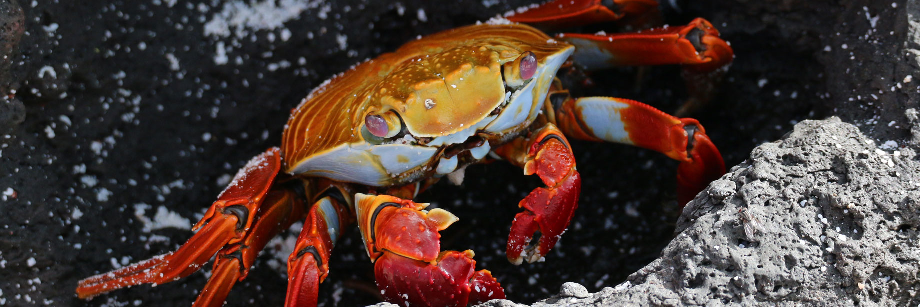 Sally Lightfoot Crab