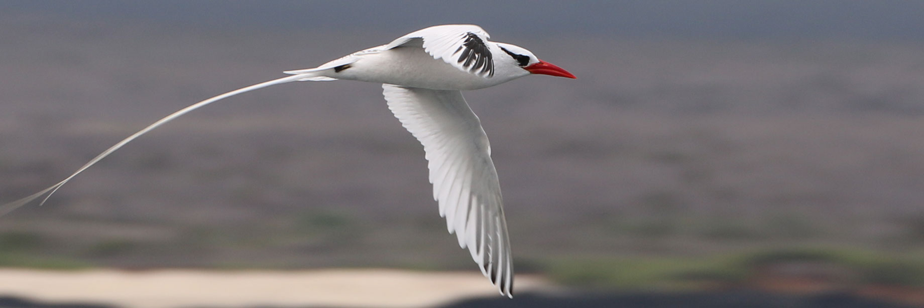 Red-billed Long Tail Tropic Bird