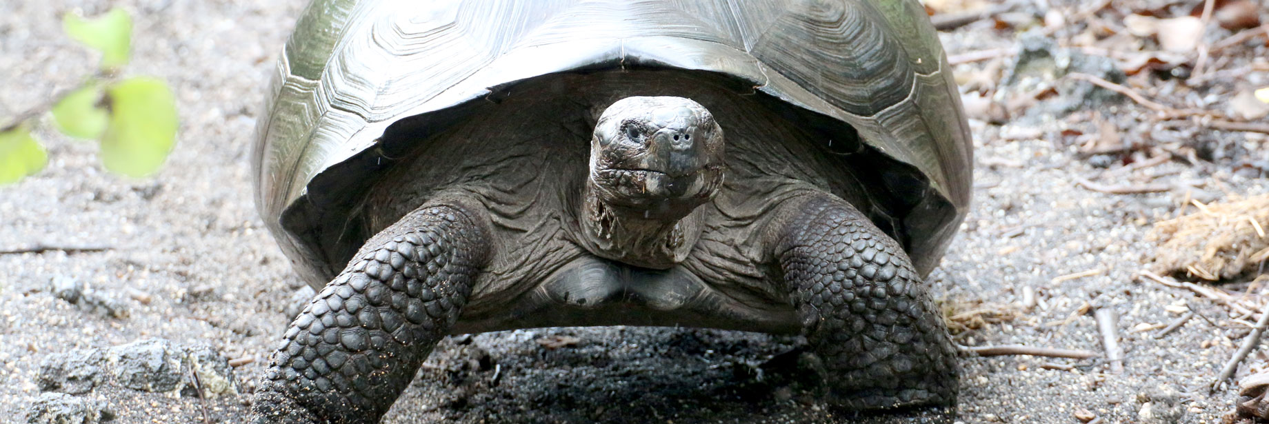 Galapagos Giant Tortoise