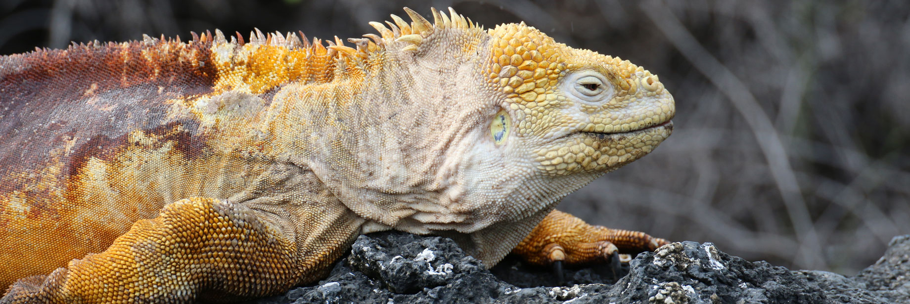 Land Iguana