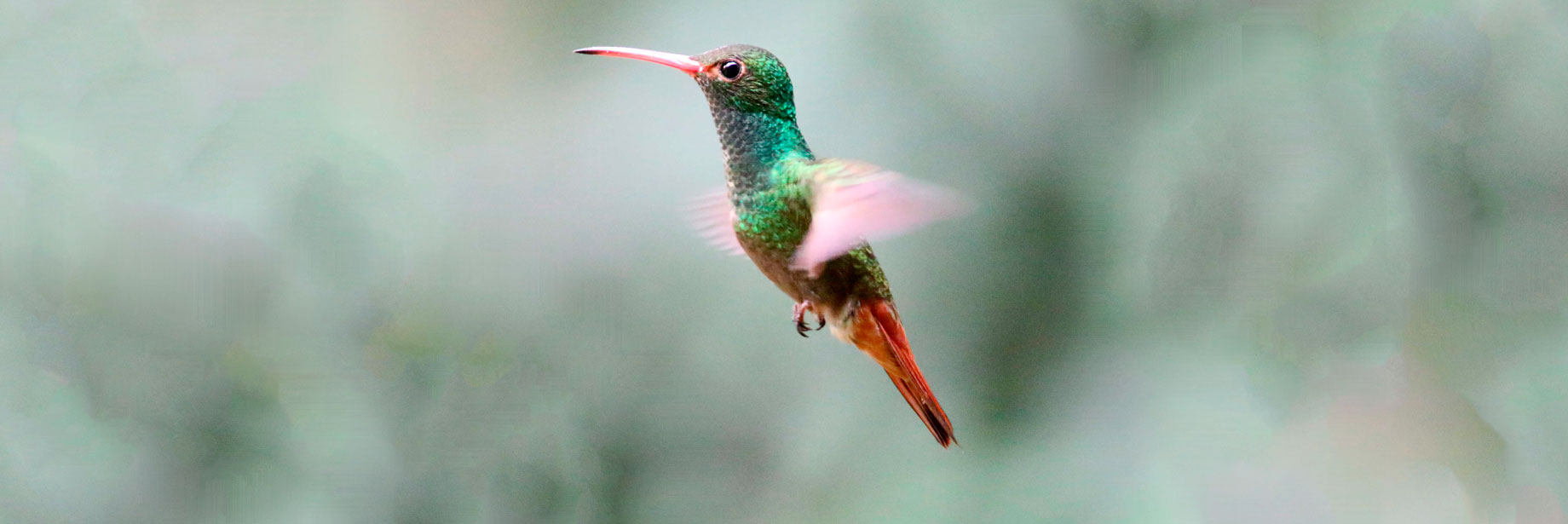 Hummingbird