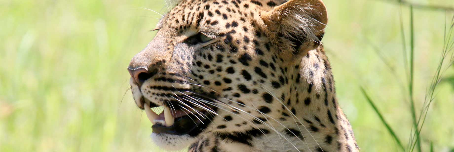 Indian Ocean, Safaris and Gorillas