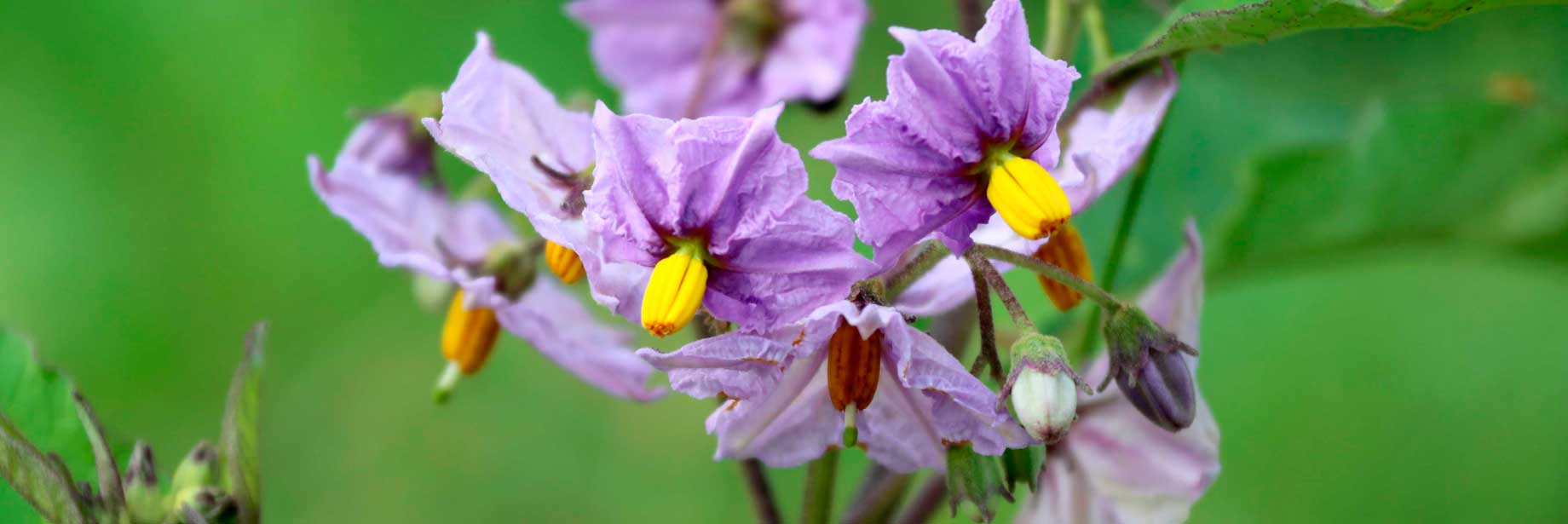 Indian Ocean, Safaris and Gorillas