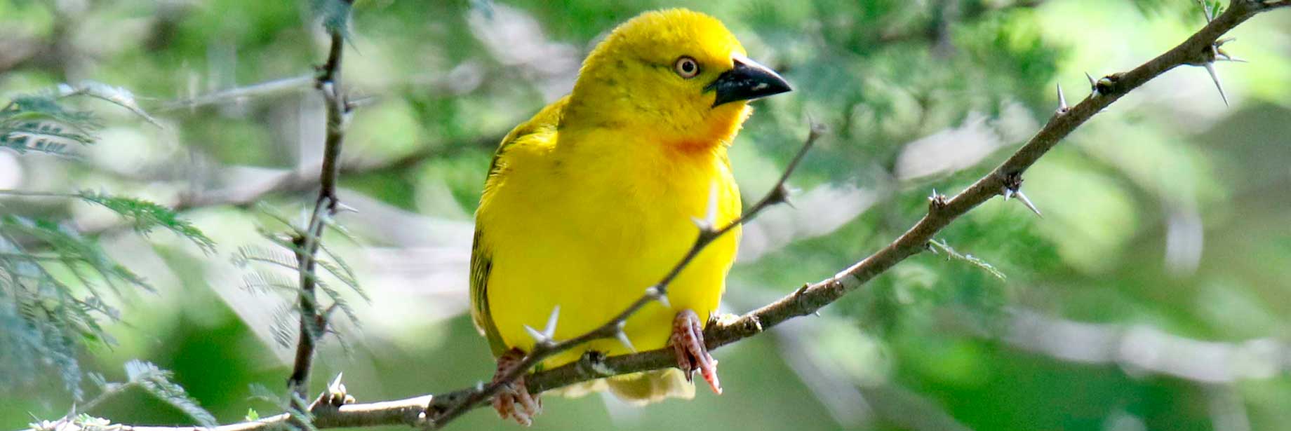 Indian Ocean, Safaris and Gorillas