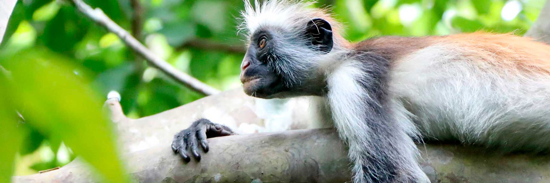 Indian Ocean, Safaris and Gorillas